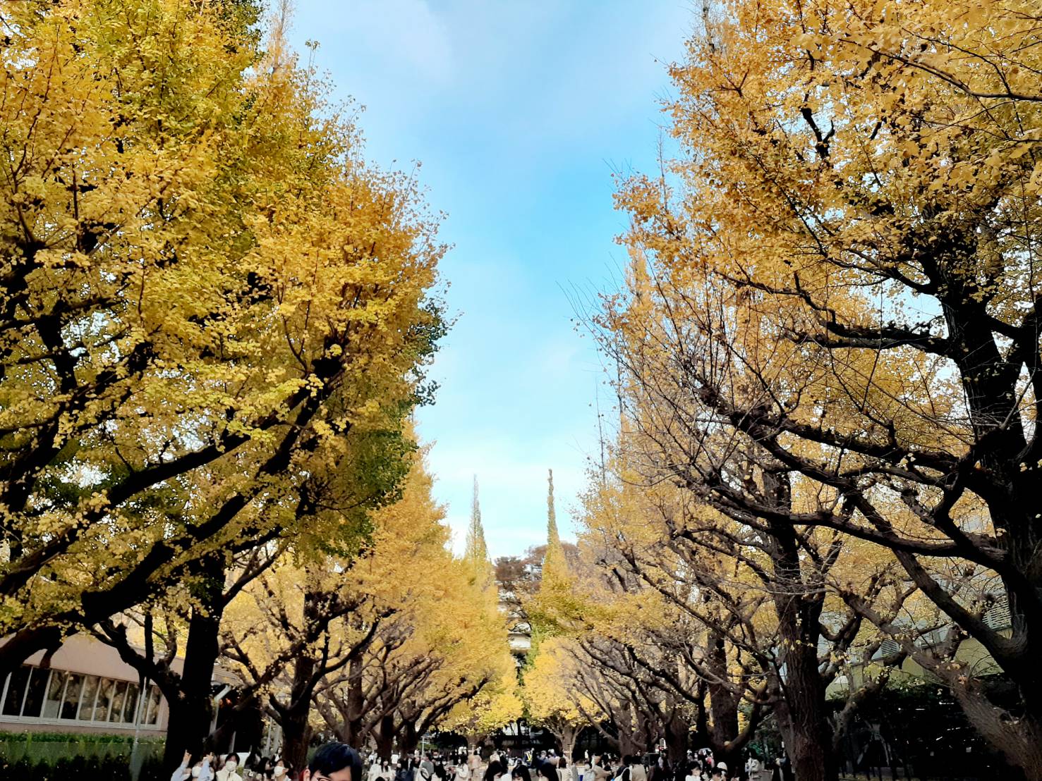 東京外苑前イチョウ並木2022年11月24日の画像